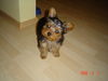 Yorkshire Terrier Hund