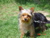 Yorkshire Terrier Hund