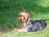 Yorkshire Terrier Hund