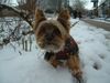 Yorkshire Terrier Hund