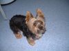 Yorkshire Terrier Hund