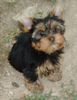 Yorkshire Terrier Hund