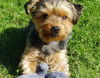 Yorkshire Terrier Hund