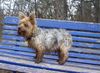 Yorkshire Terrier Hund