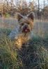 Yorkshire Terrier Hund