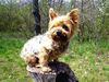 Yorkshire Terrier Hund