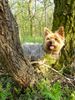 Yorkshire Terrier Hund