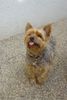 Yorkshire Terrier Hund