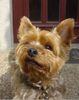 Yorkshire Terrier Hund