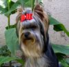 Yorkshire Terrier Hund