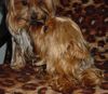 Yorkshire Terrier Hund