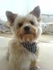 Yorkshire Terrier Hund