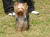 Yorkshire Terrier Hund