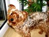 Yorkshire Terrier Hund