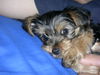 Yorkshire Terrier Hund