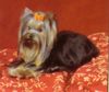 Yorkshire Terrier Hund