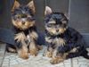 Yorkshire Terrier Hund