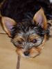 Yorkshire Terrier Hund