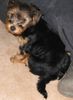 Yorkshire Terrier Hund