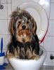 Yorkshire Terrier Hund