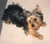 Yorkshire Terrier Hund