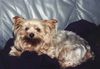 Yorkshire Terrier Hund