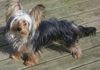 Yorkshire Terrier Hund