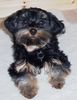 Yorkshire Terrier Hund