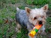 Yorkshire Terrier Hund