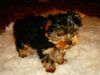 Yorkshire Terrier Hund