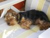 Yorkshire Terrier Hund