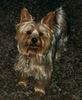 Yorkshire Terrier Hund