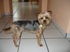 Yorkshire Terrier Hund