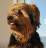 Yorkshire Terrier Hund