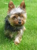 Yorkshire Terrier Hund