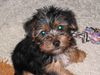 Yorkshire Terrier Hund