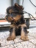 Yorkshire Terrier Hund