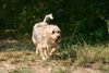 Yorkshire Terrier Hund