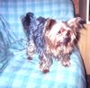 Yorkshire Terrier Hund