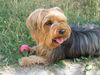 Yorkshire Terrier Hund