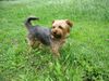 Yorkshire Terrier Hund