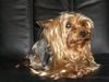 Yorkshire Terrier Hund