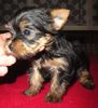 Yorkshire Terrier Hund