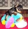 Yorkshire Terrier Hund