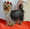 Yorkshire Terrier Hund