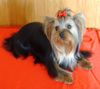 Yorkshire Terrier Hund