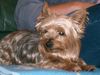 Yorkshire Terrier Hund