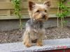 Yorkshire Terrier Hund