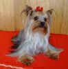 Yorkshire Terrier Hund