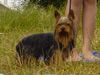 Yorkshire Terrier Hund